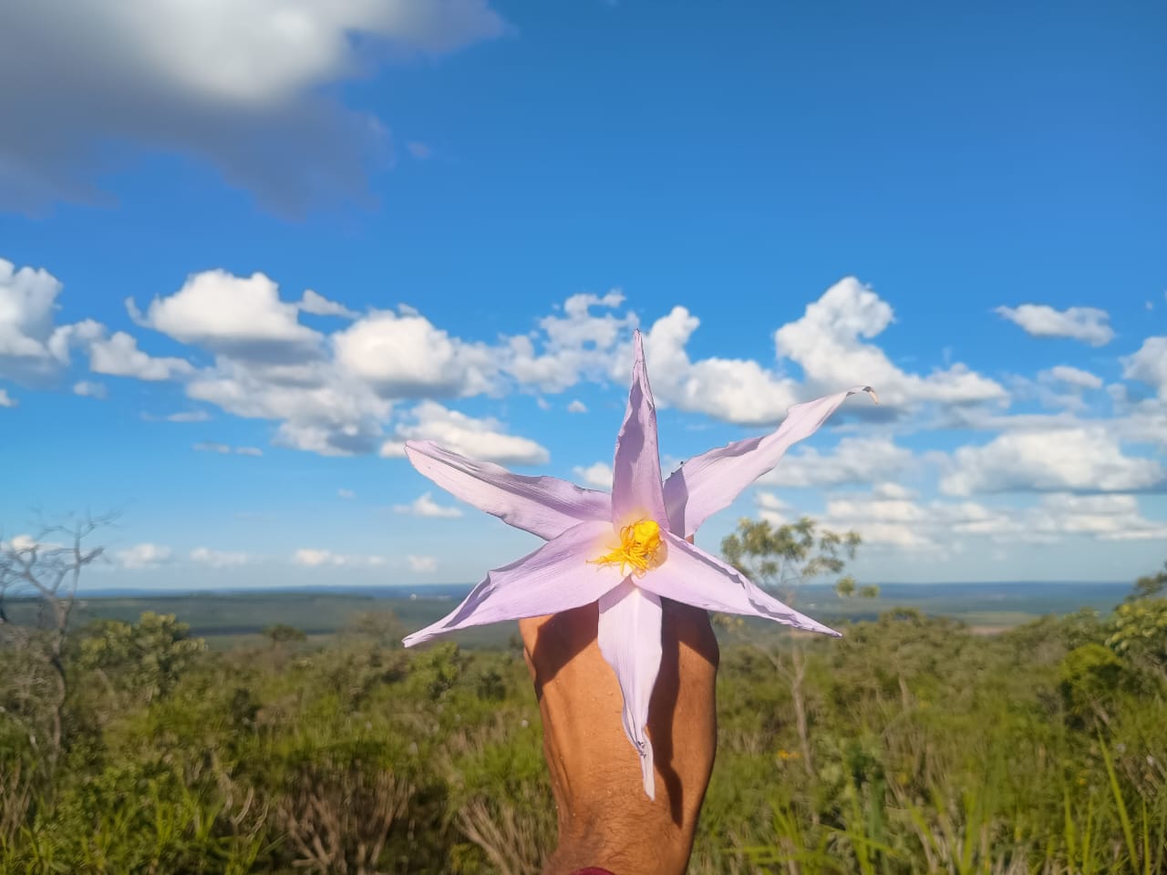 Flor lilás do cerrado contra o céu azul