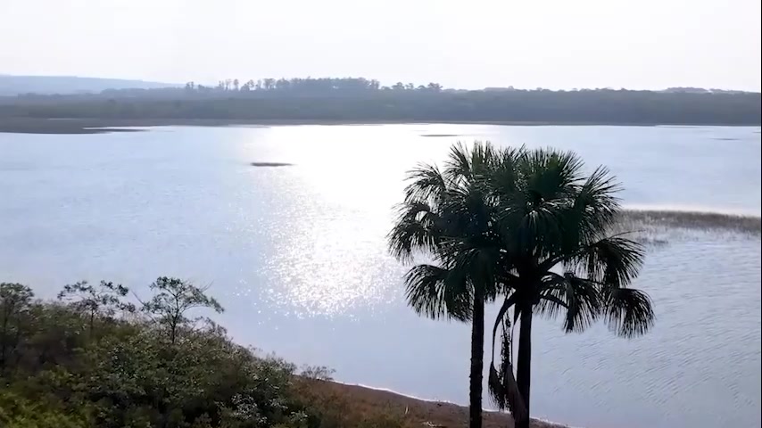 Buriti à beira do lago
