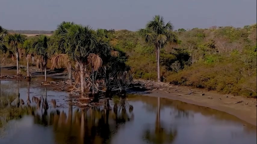 Buritizal refletido na água